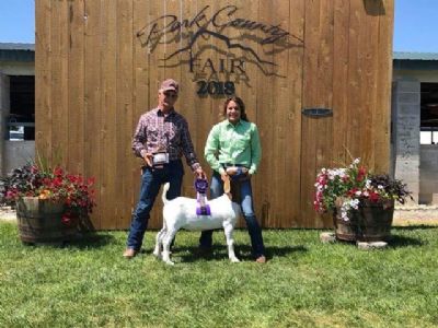Wether sired by BC F989 won the 1st Annual Bred and Fed Competition at Park County Fair, WY