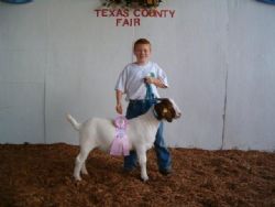 Hill Country Farm with their Res Ch Wether Out of  A Bear Creek Buck (18 Wethers were in the class)