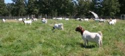 Some of our Older Doe's Enjoying The Early Fall Day, Picture Taken 30 Sep 08