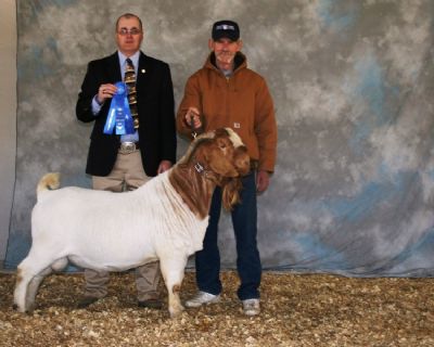 Bear Creek BC W213 Joshua Senior Reserve Champion NEA Early Spring Show, Paragould, AR 3/29/09