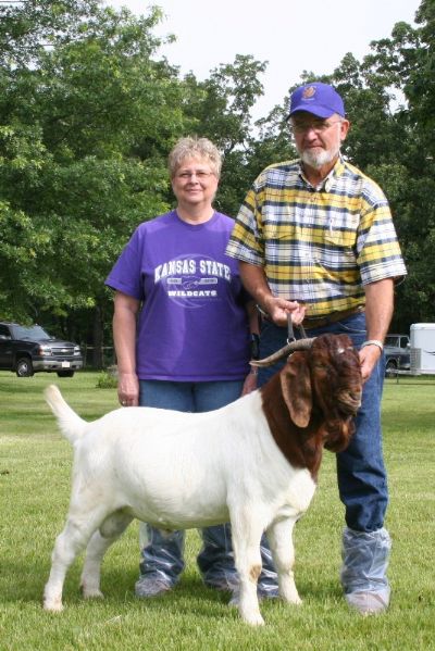 Bear Creek BC Y410, A R. A. Mr. Texas Gunner Son