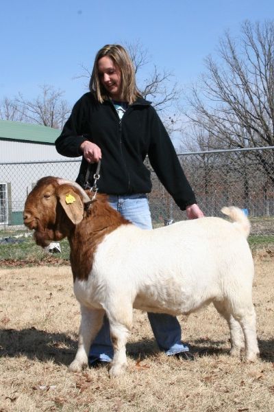 Bear Creek BC Z439 Eagle Spirit, Son of TLB 8055 and 7A+ Guadalupe, Staying in Missouri