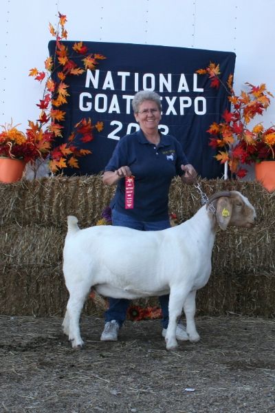 Bear Creek BC B590 Cheetah out of Jester AABG Steam Roller and Bear Creek BC X320 Cyber Girl