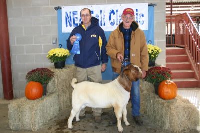 Bear Creek BC D817 Argo Placed Rsv O/A Grand 1st Show O/A Grand 2nd Show Junior Rsv 3rd Show