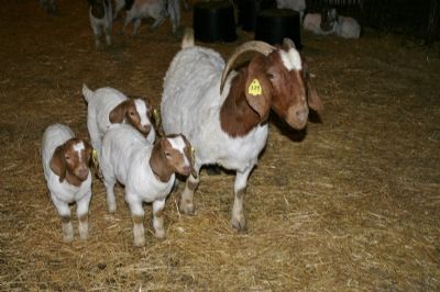 Bear Creek BC X329 Brooke with her Tripletts.  We will be offering 329 for sale after weaning.