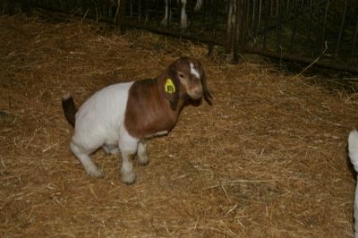 Show Doe in training.  For those that do not show, seems when you enter the ring, they have to pee.