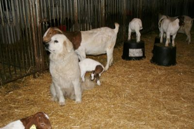 Sugar our Great Pyrenees Guard Dog