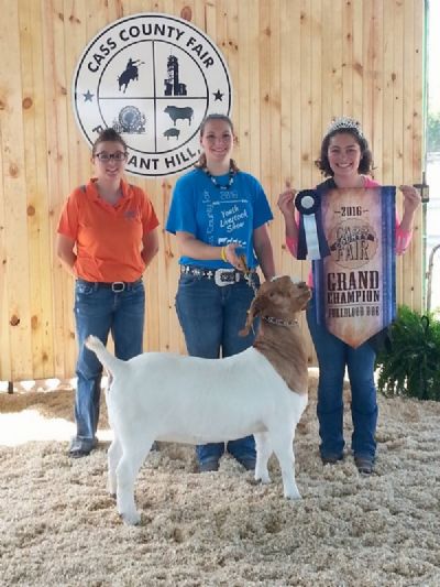 Bear Creek BC D869 Allison O/A GC at Cass, Pettis Henry and Bates County Fair and FFA District.2016