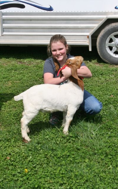 Bear Creek Wether 119. Sire BC E894 Harambe and Dam BC C723 Just A Flirt. Staying in MO.