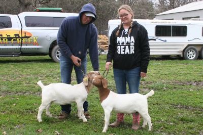 BC F994 and BC F986: Sires BC C746 Rainmaker's Thunder and BC D827 Gator's Dundee .