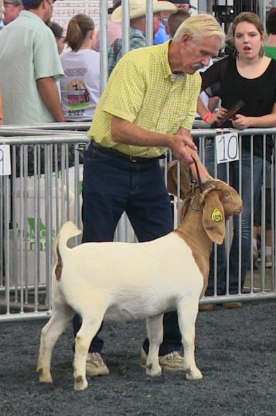 Bear Creek BC G1029 Harambe's Ms Merkle, placed 3rd out of 21 at MO State Fair 08/14/18