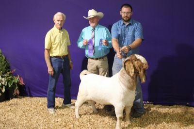 Bear Creek BC E894 Harambe Ozark Empire Fair 30 July 2018.  Senior Champion. Tom Redden Judge