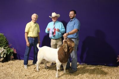 Bear Creek BC F974 Argo's Masterpiece Ozark Empire Fair 07/30/18 Rsv Yearling Champion