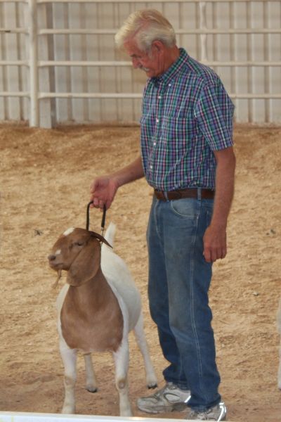 Bear Creek BC G1029 Harambe's Ms Merkle.  Placed 3rd 08/18/18 in Beatrice, NE.  Terry Taylor Jud