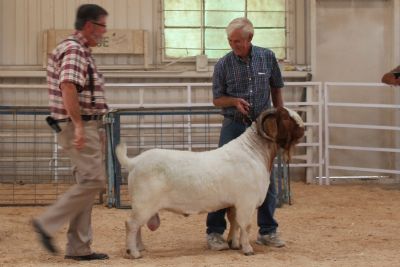 Bear Creek BC E894 Harambe in show ring.  Senior Grand Champion Beatrice, NE 08/18/18 .