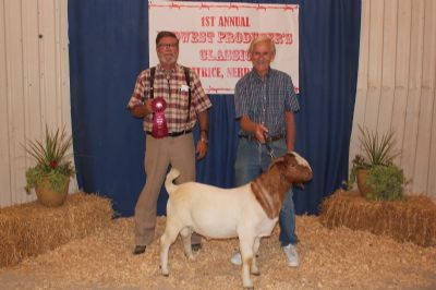 Bear Creek BC G1068 Harambes Dream Maker.  Rsv Junior Grand Champion 08/18/18.  Terry Taylor Judge.