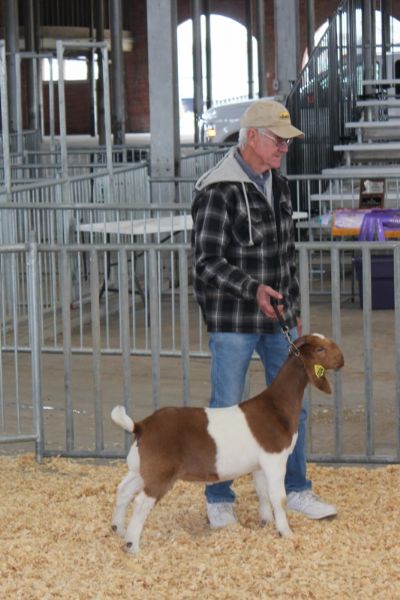 Bear Creek BC G1034 Dundees Ms Doubtfire First Show 4/21/2018.  Sedalia, MO