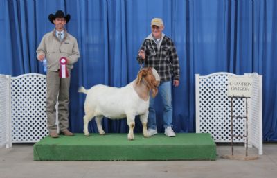 Bear Creek BC E894 Harambe.  04/21/2018 Sedalia, MO  Josh Taylor Judge