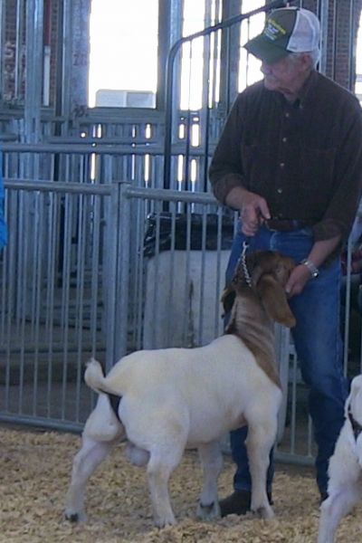 Bear Creek BC H1089 Master's Avenger placed 5th and 2nd out of 10 at Show Me Spring Spectacular