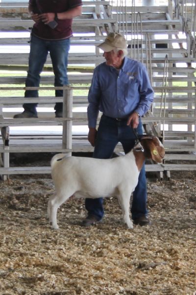 Bear Creek BC J1146 Cheetah's Class Act 7th out of 22 at West Point 4-H Shoot Out, Nevada MO 9/1