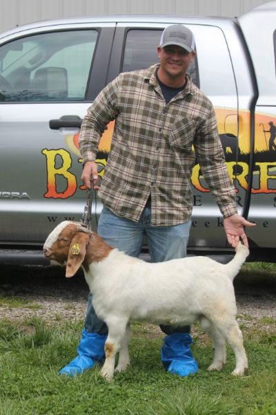 Bear Creek BC K1154.  Sired by Bear Creek BC J1135 Dream Catcher and out of BC H1085.  Staying in MO