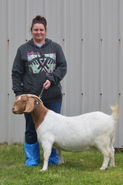 Bear Creek BC F917 Sired by BC B698 Joshua's Reflection and out of BC B705.  Staying in Missouri
