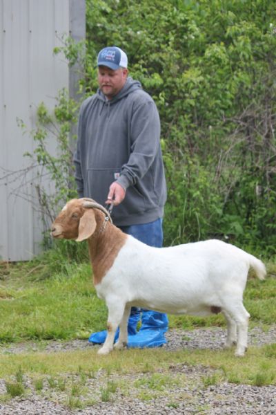 Bear Creek BC F927 sired by BC B698 Joshua's Reflection and out of BC A510.  Staying in MO.