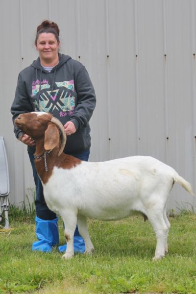 Bear Creek BC D766 sired by Jester AABG Steam Roller and out of BC W309,  Staying in Missouri