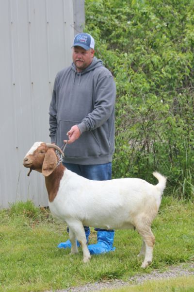 Bear Creek BC G1028 sired by BC E894 Harambe and out of BC Z428.  Staying in Missouri