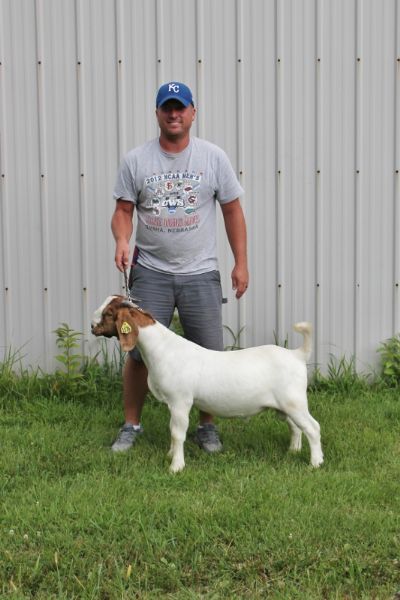 Bear Creek BC L1176 Sired by MCR Let R' Rip and out of BC J1130.  Heading to Kansas.