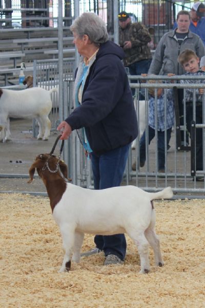 Bear Creek BC K1160 Stolen Heart 3rd out of 9 Show Me Spring Spectacular Show 1 and 2.