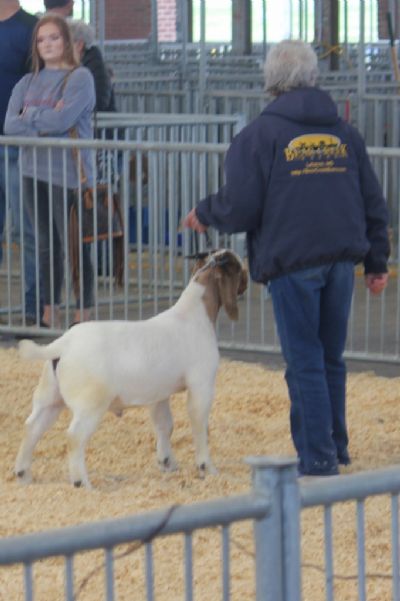 Bear Creek BC K1162 Harambe's Top Dog.  Reserve Junior Grand Ch Show Me Spring Spectacular Show 