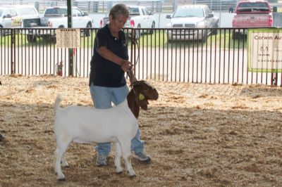 Bear Creek BC K1157 Mona Lisa.  2nd place at Ozark Empire Fair, Springfield, MO 2 Aug 2021.