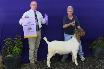 Bear Creek BC K1153 Seabiscuit Rsv. Overall Grand Champion Buck at Ozark Empire Fair 2 Aug 2021