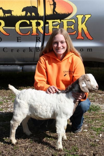 Bear Creek Wether 146.  Sired by MCR Let R' Rip and out of BC K1146.  Staying in MO