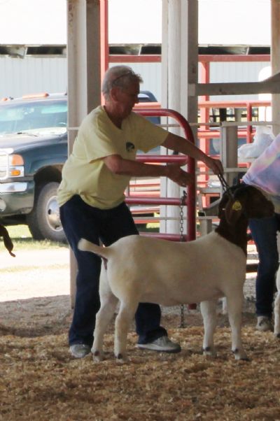 Bear Creek BC K1164 Dream Angel.  Placed 2nd in the West Point 4H ABGA Shoot Out, Nevada MO Sep 2021