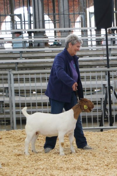 Bear Creek L1189 Honeysuckle Rose.  1st Place Show Me Spectacular, Sedalia, MO 23 April 2022