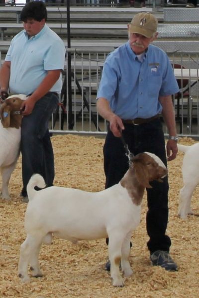 Bear Creek BC L1193 Main Man.  1st Place Show Me Spectacular, Sedalia, MO  23 April 2022