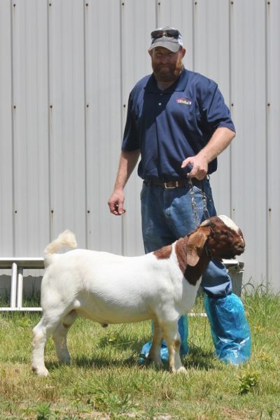 Bear Creek BC M1248 Theodore Sired by Bear Creek BC K1153 Seabiscuit and out of BC G1051. Head to IA