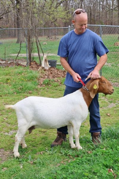 Bear Creek BC M1216 Sired by 203CB Whiskey Tango and out of BC K1166.  Staying in MO