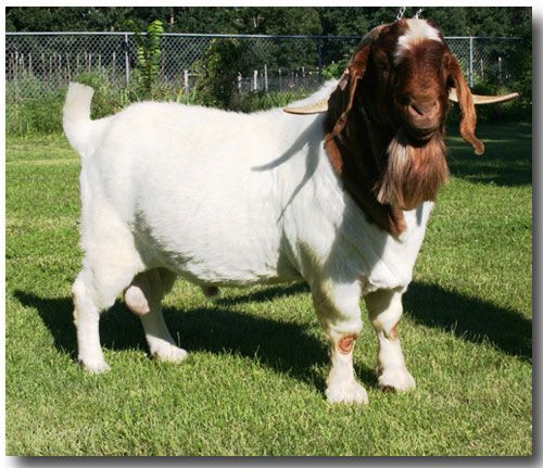 DSM Richard *Ennobled 6/06/2006* - Boer Goat Buck