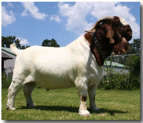 FSE 5026     1/12/2005 - 07/30/2007 - Boer Goat Buck