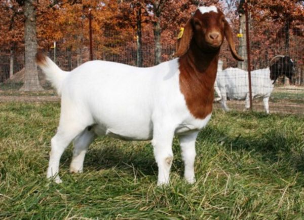 Bear Creek BC W238 Chelsea - Boer Goat Doe