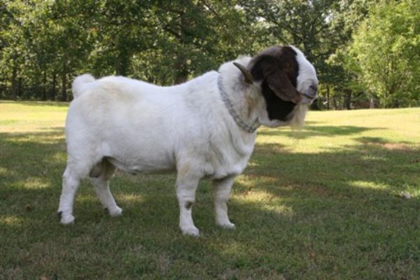 Bear Creek BC R16 Michael - Boer Goat Buck