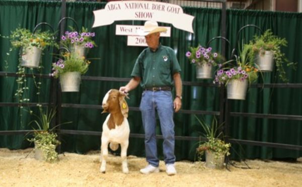 Bear Creek BC V205 Yogi - Boer Goat Buck