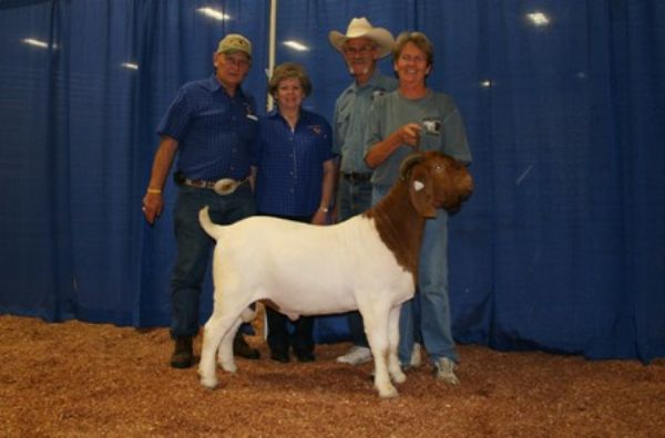 R A Mr. Texas Gunner - Boer Goat Buck