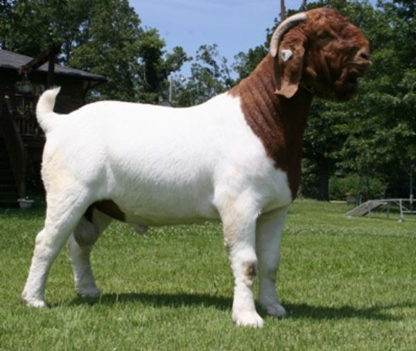 R A Mr. Texas Gunner - Boer Goat Buck