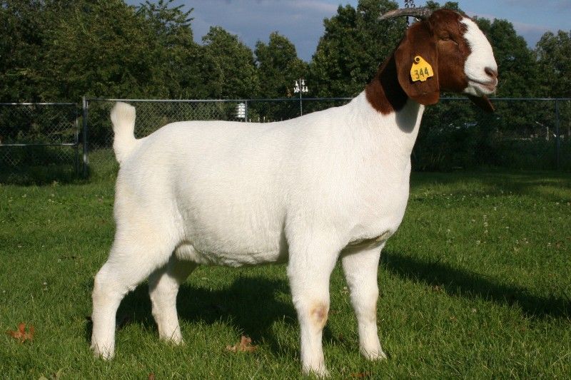Bear Creek BC X344 - Boer Goat Doe