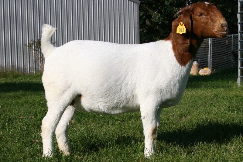 Bear Creek BC Y393 - Boer Goat Doe