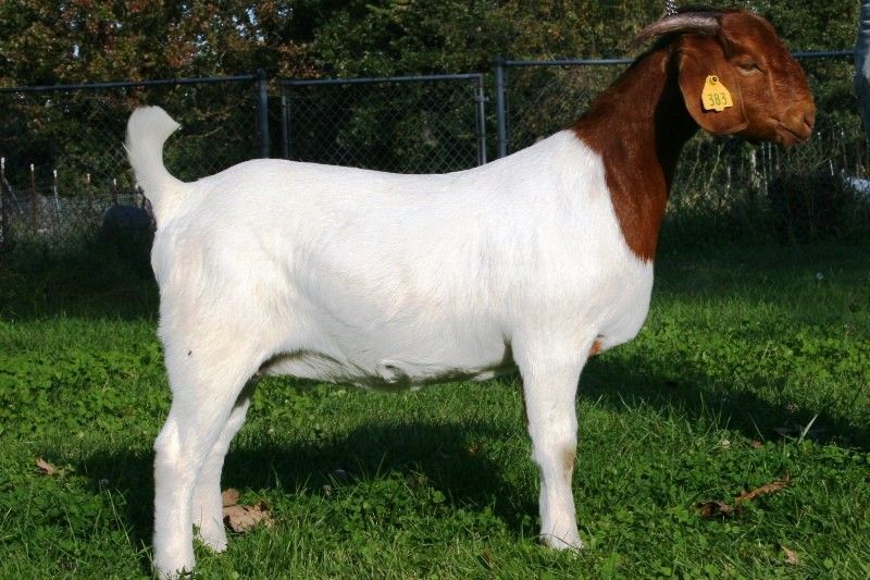 Bear Creek BC X383 Wildflower - Boer Goat Doe